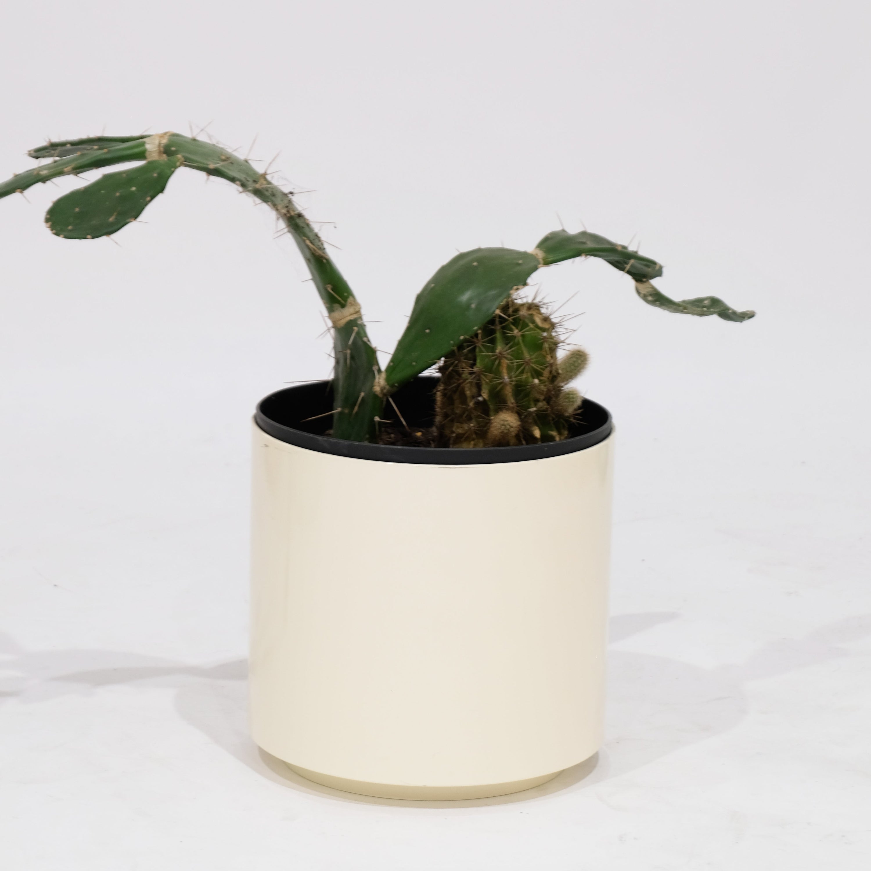 Floor Stock Sale | Small Cream Prox-Pot